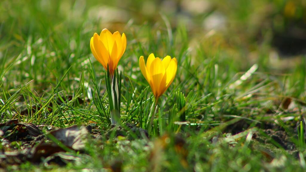 Astrologia e Equinócio de Primavera: por que este sábado é um dia tão importante