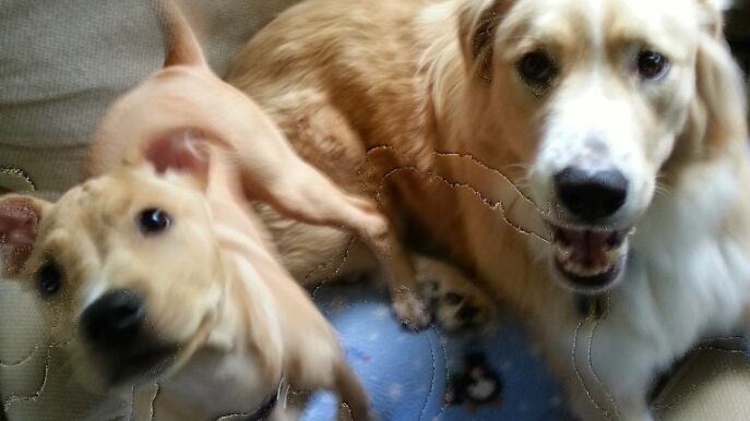 Bug en la plataforma.