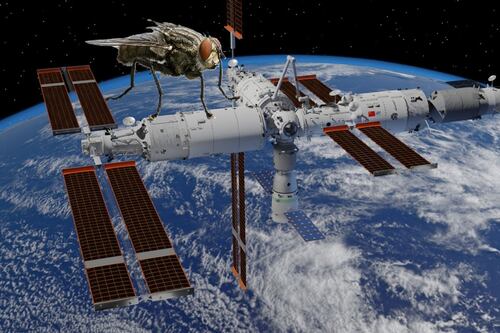 Un experimento sin precedentes: astronautas chinos llevaron 15 moscas y 40 larvas al espacio