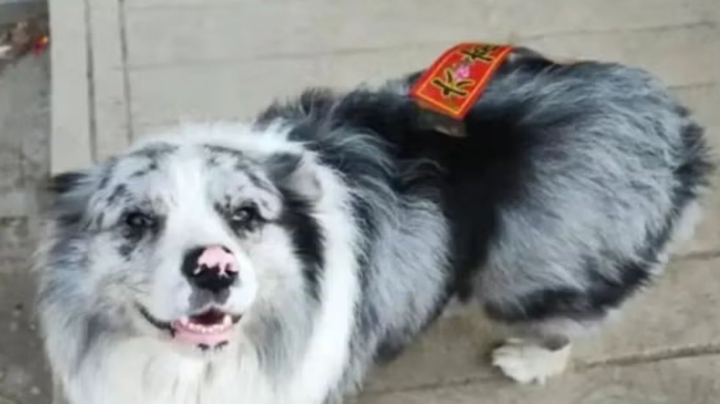 Chotou perro influencer fue robado y comido en un restaurante