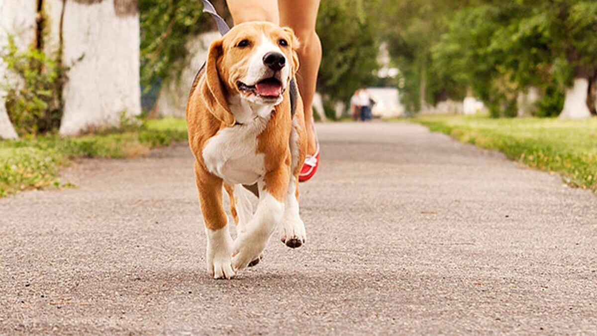 Esta es la nueva solución para multar a las personas no limpian los desechos de sus perros