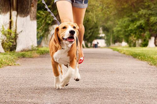 ¿Buscas tu primer perrito? Estas son las cinco razas más tranquilas, según la inteligencia artificial