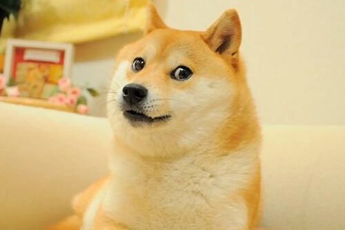 Murió Kabosu, la popular perrita que se convirtió en la reina de los memes y rostro de una criptomoneda