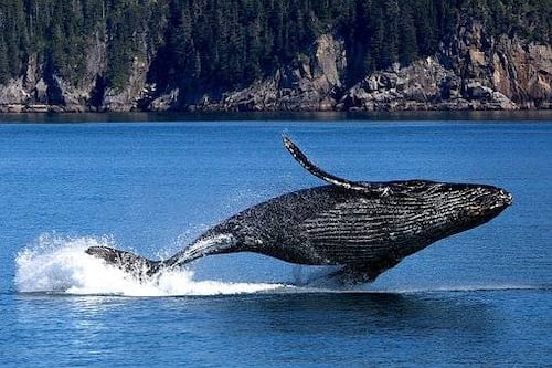 Las ballenas jorobadas crean redes de burbujas para atrapar a sus presas
