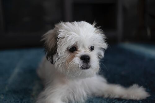 ¿Qué nombre ponerle a un perro pequeño, según la inteligencia artificial?