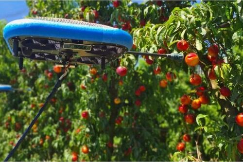 “Viajero del tiempo” dice que nuestra civilización tendrá una fruta en el futuro que te hará vivir hasta los 200 años