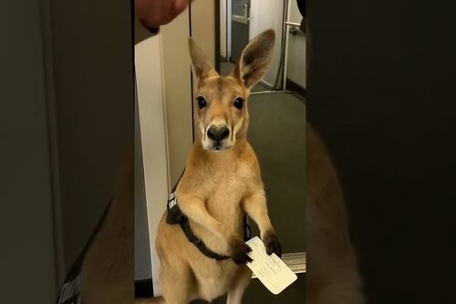 El canguro que “iba a volar en avión”: el video viral hecho con IA que engañó a medio Internet