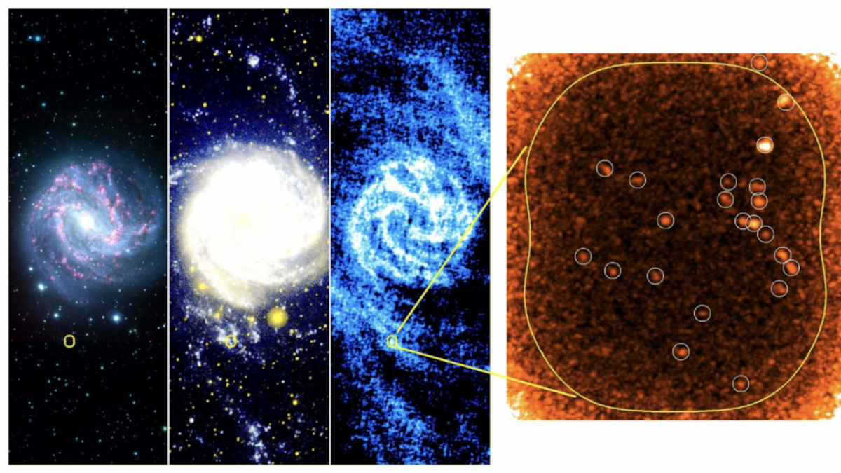 Una investigación reveló una inusual actividad de formación estelar en un turbulento ambiente en las extremidades de la galaxia M83. El área, delimitada en amarillo, es representada a partir de datos recabados con distintos instrumentos. De izquierda a derecha: imagen óptica de CTIO, imagen ultravioleta de GALEX, imagen de HI de 21 cm del VLA y el GBT, e imagen de CO(3-2) de ALMA. En esta última imagen, se muestran en detalle los “corazones” incubadores de estrellas de las nubes moleculares, delimitados por círculos blancos. Crédito: J. Koda et al.