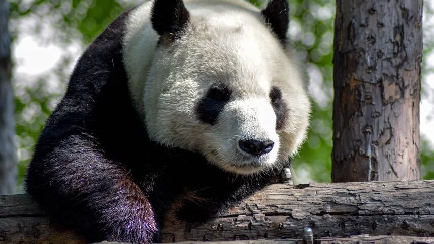 Era un oso panda adorable