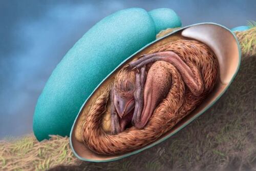 Científicos encuentran huevos de dinosaurios que tenían 80 millones de años enterrados en una zona rural de China