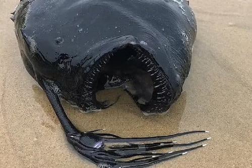 Biólogos marinos siguen gratamente sorprendidos por la aparición de extraña especie de rape hallado en las playas de California