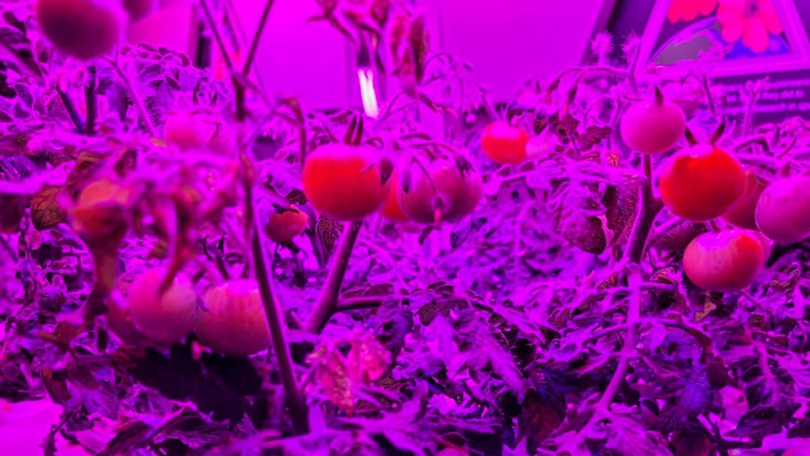 Cultivo de tomates en la Estación Espacial Internacional