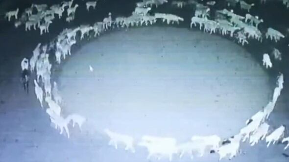 El video tiene desconcertados a todos