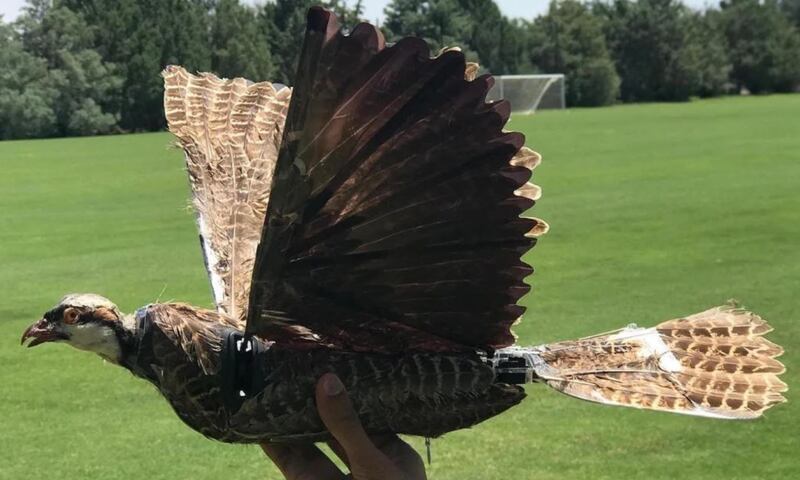Drones con aves muertas