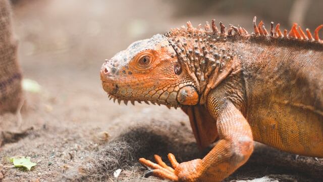 Iguana