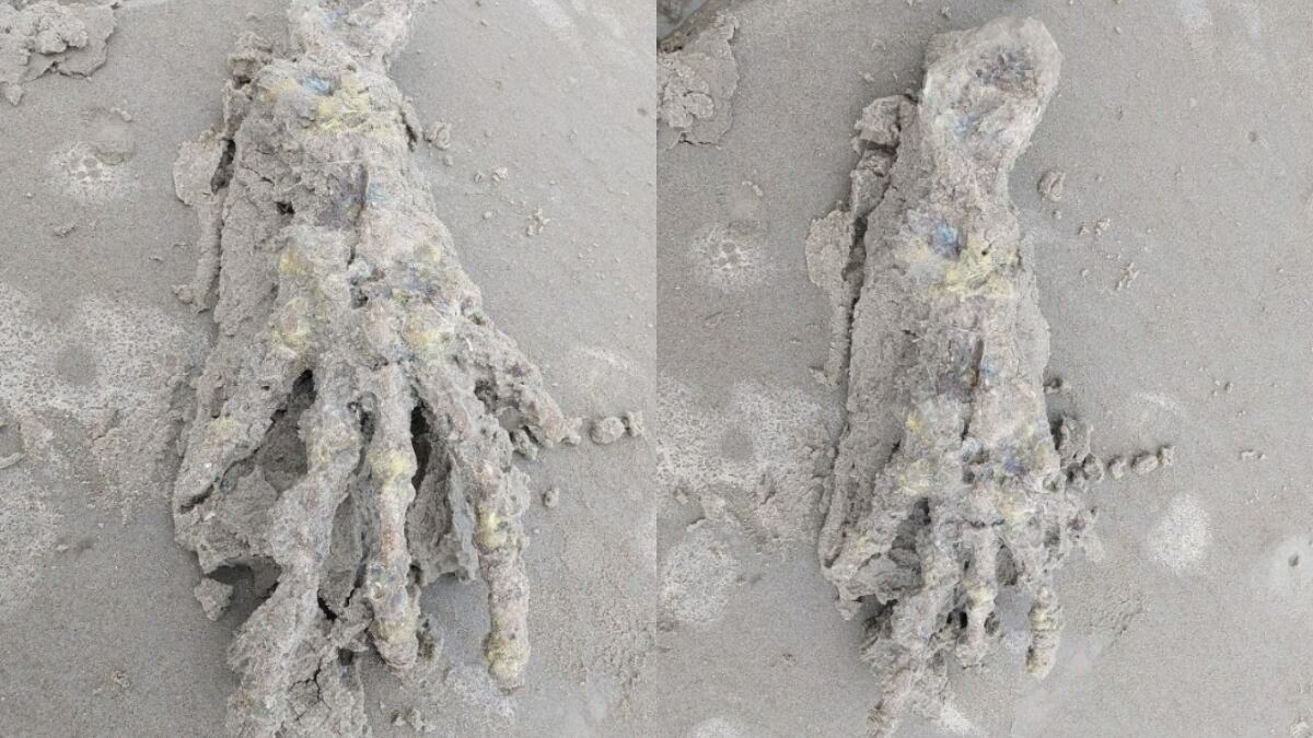 El aterrador hallazgo