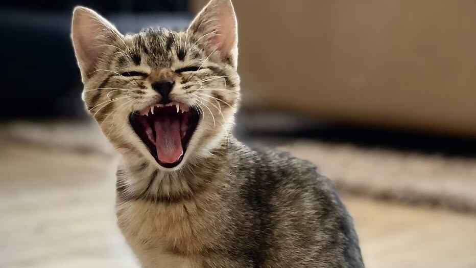 Asegúrate de que tu gato tenga suficiente comida y agua