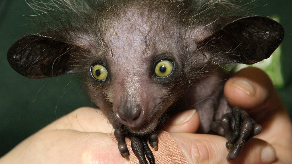 Aye-Aye - Flickr: James Joel