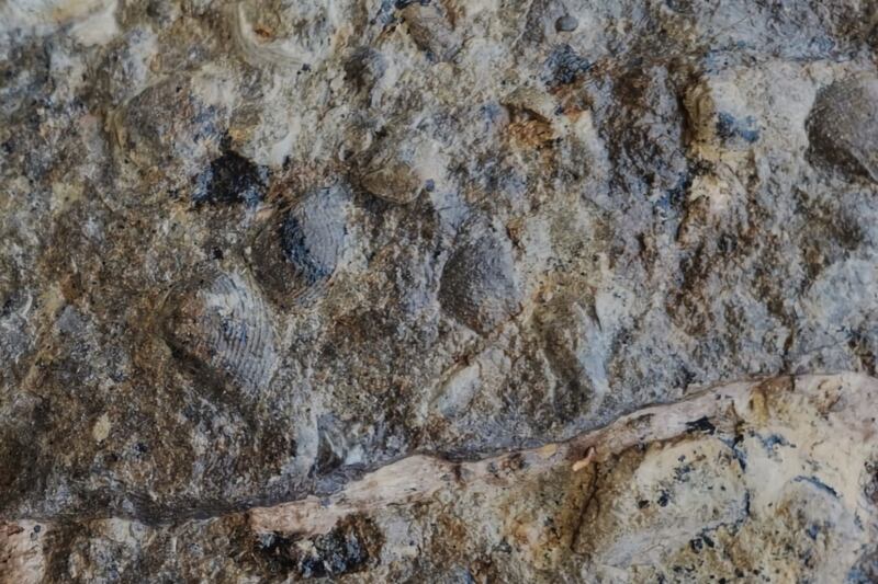 La construcción de una carretera al sur de España derivó en un hallazgo enorme: fósiles de especies anteriores a los dinosaurios.