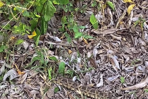 Impactante video: muestra cómo una serpiente yararaca desaparece de la nada y se camufla en el Pantanal