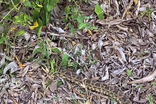 Impactante video: muestra cómo una serpiente yararaca desaparece de la nada y se camufla en el Pantanal