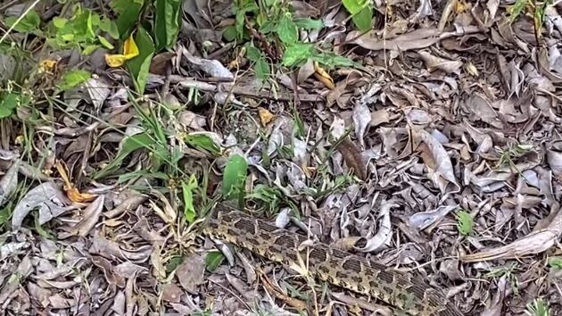 O registro foi compartilhado recentemente no Instagram pelo especialista @thiagobiotrips.