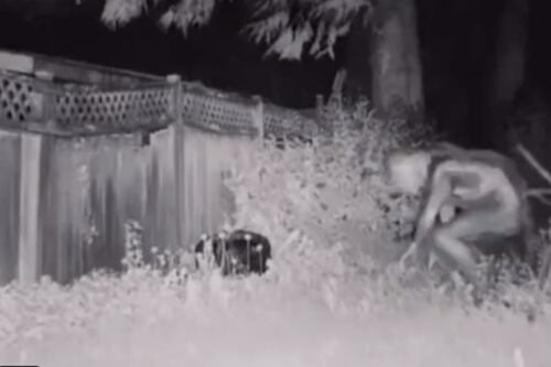 Desmienten video que muestra a supuesto alien escondido en una casa en Las Vegas: ¿de qué se trata entonces?