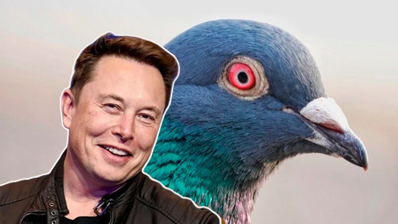 Se filtra el apodo con el que nombran a Elon Musk al interior de Tesla Motors. Esta las historia escatológica de “el CEO paloma”.