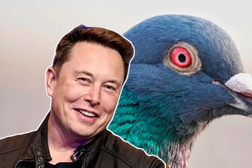 A Elon Musk le dicen el “CEO paloma” en Tesla Motors por esta razón asquerosa