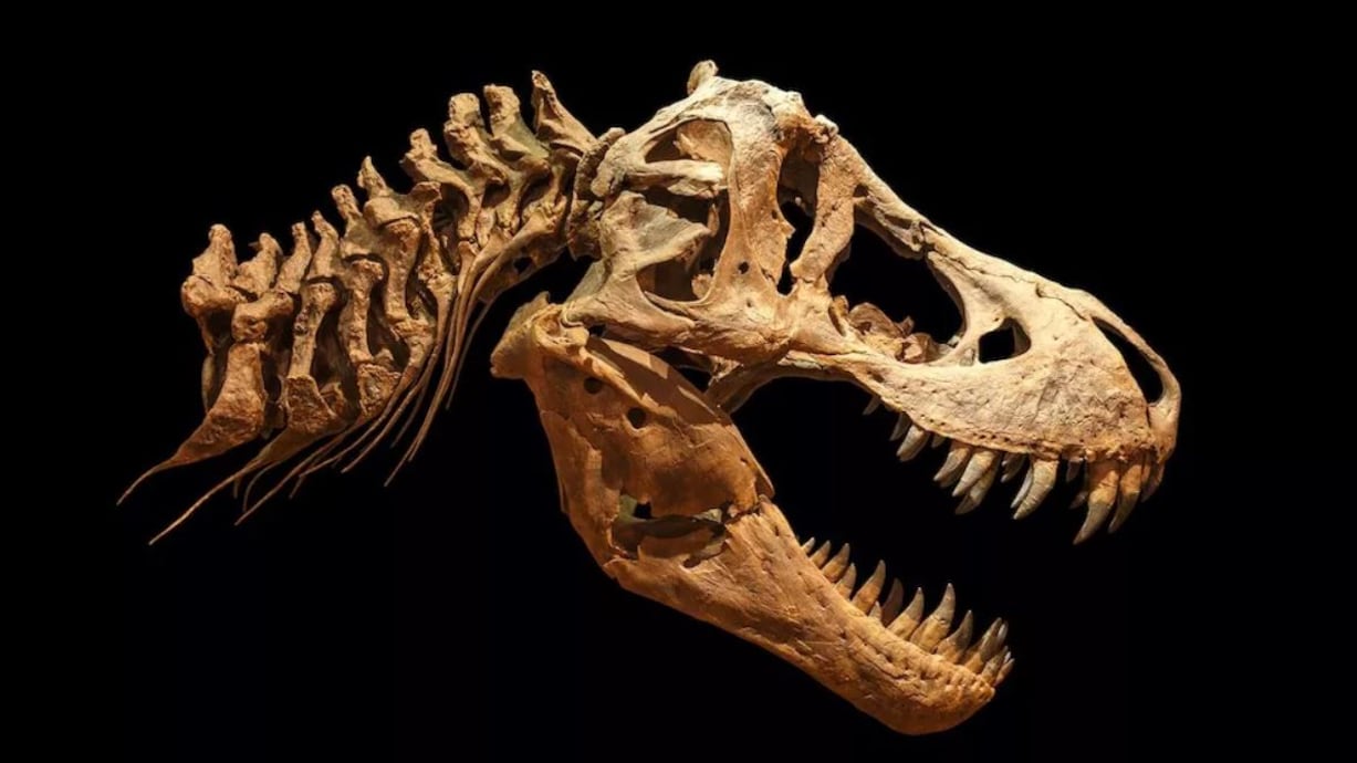 Los paleontólogos estiman que el T. rex más grande pudo haber pesado 33,000 libras. Imagen: Puwadol Jaturawutthichai/Alamy Stock Photo