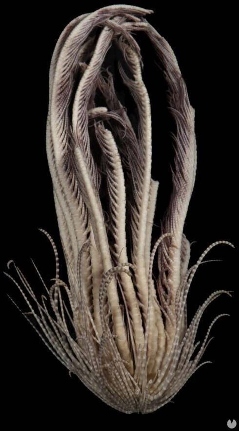 Promachocrinus kerguelensis