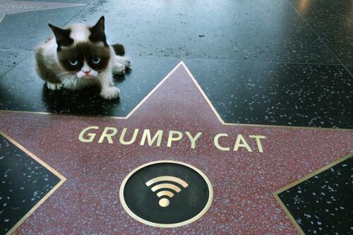 Cheems, Doge, Grumpy Cat y el origen de las mascotas que después de un meme se convirtieron en celebridades de Internet