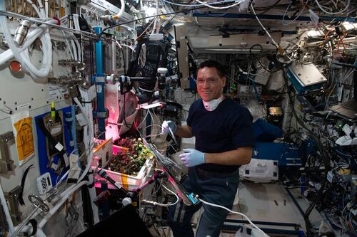 Frank Rubio: ¿Qué está cultivando el astronauta de la NASA en el espacio y para qué?