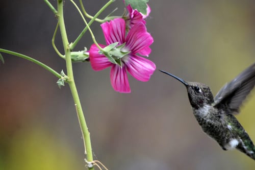 Abejas y colibríes están bebiendo alcohol en secreto todo el día