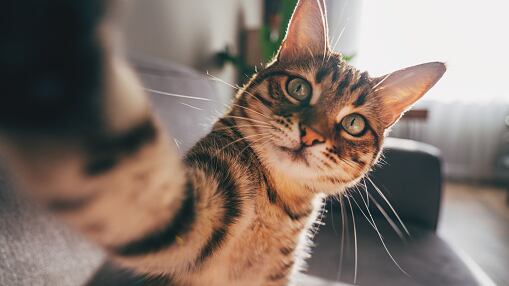 Así fue cómo un gato ayudó a revelar la infidelidad de una mujer mientras su novio estaba trabajando