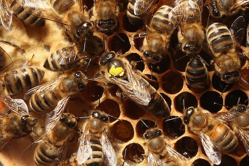 Niña de 4 años descubre dos colonias de abejas sin aguijón que se pensaban extintas hace 70 años