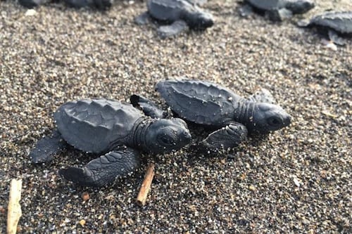 Nanocristales y cuántica: Cómo las aves y los animales marinos usan la magnetita como brújula interna