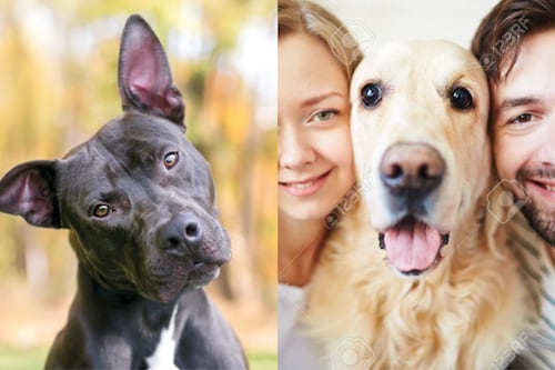 ¿Los perros entienden mejor a los hombres o a las mujeres? Esto dice la ciencia