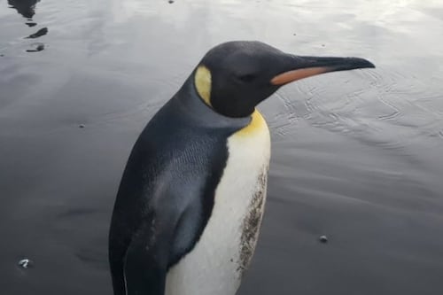 Apareció a más de 3 mil kilómetros de su hábitat: encuentran a pingüino rey en playa de Concón