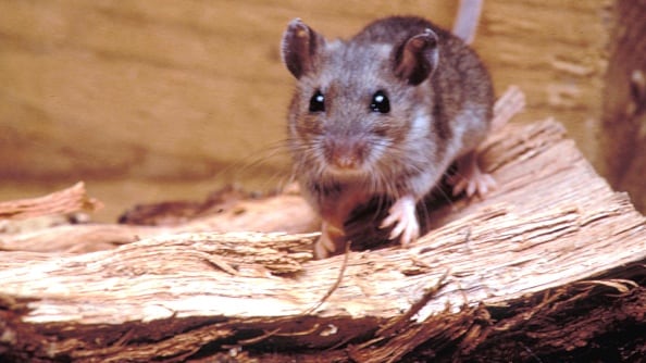 Supermercado en Milagro parecía cementerio de ratones