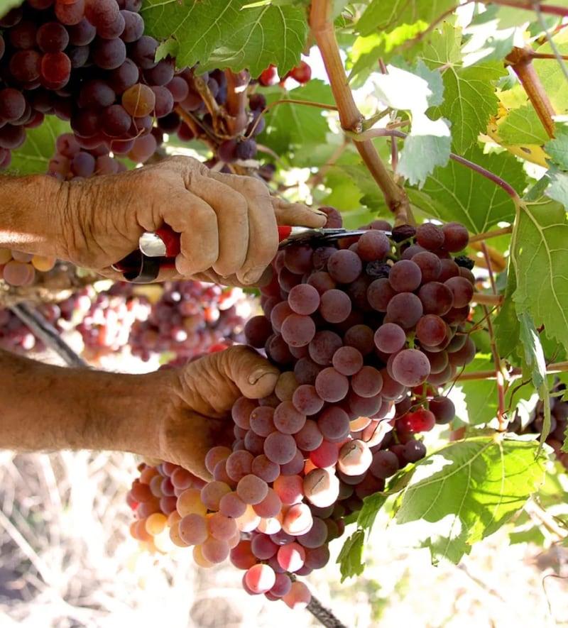 Uvas de pisco chileno