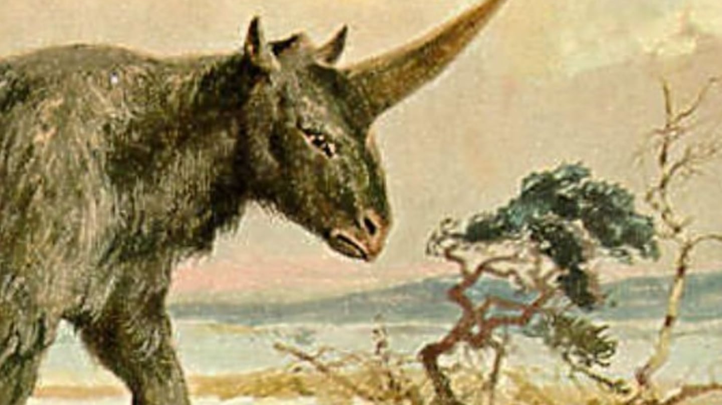 Elasmotherium sibiricum, el verdadero “unicornio” que vivió entre los ...