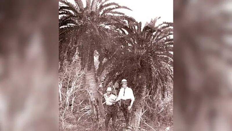 Encephalartos woodii (E. woodii).