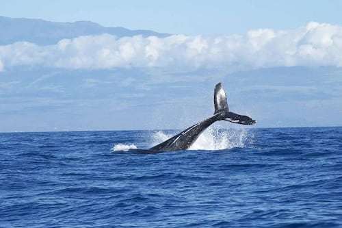 Gracias a la tecnología captan el agobiante movimiento de una ballena tratando de evitar chocar con los barcos