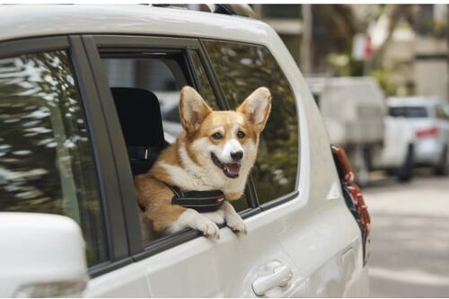 Ahora hay un servicio de “Uber” para perritos que se volvió viral
