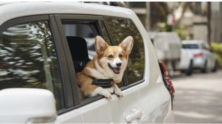 Una solución muy tierna y creativa