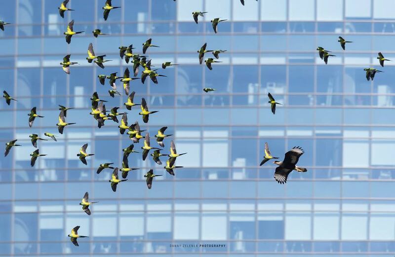 Innovadora tecnología en vidrios evita que los pájaros choquen contra las  ventanas – FayerWayer