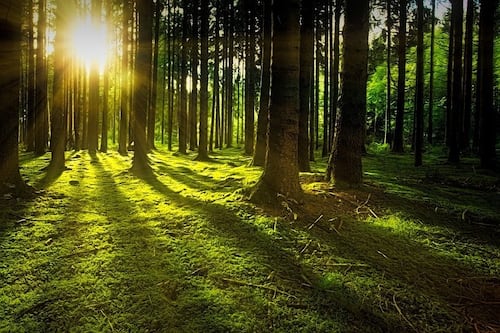 Los bosques son más importantes de lo que pensaban para reducir la temperatura de la Tierra, según estudio