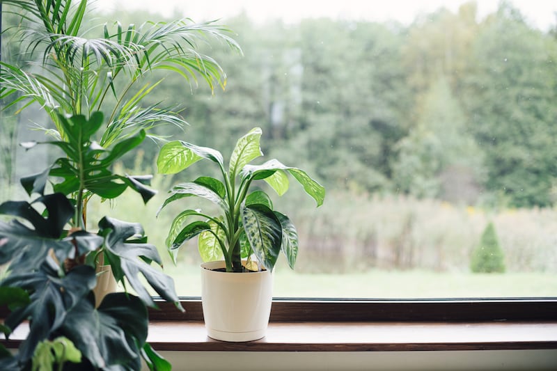Plantas dentro de la casa