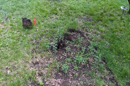 Hay un gato en esta foto, pero no todos logran encontrarlo. ¿Tú puedes?